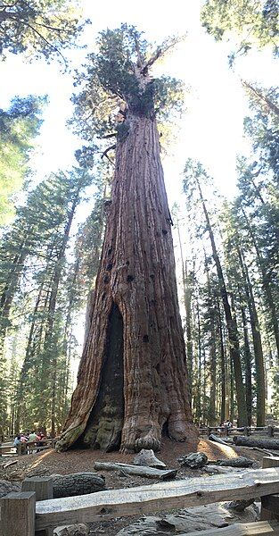 File:General Sherman tree.jpg