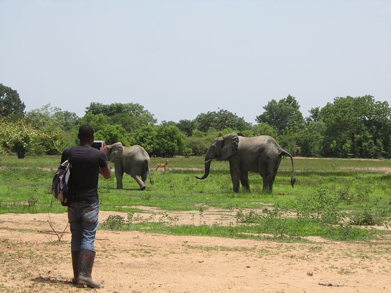 File:Ghanaian Wildlife.JPG