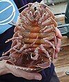 Batyhnomus giganteus (Isopoda: Cirolanidae)