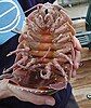 Giant isopod