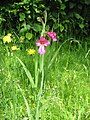 Gladiolus × byzantinus