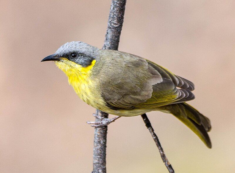 File:Grey-headed honeyeater (Jss367-crop).jpg