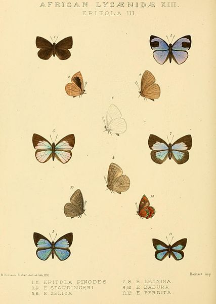 File:GroseSmithKirby1901RhopExotPlateL13.jpg