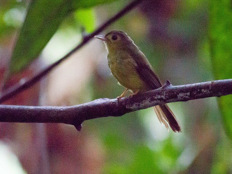 File:Hairy-backed Bulbul (13998455950).jpg