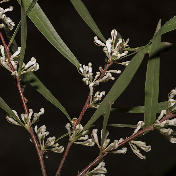 File:Hakea eriantha flowers.jpg