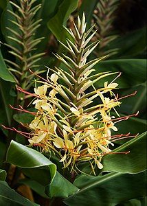 Hedychium gardnerianum, by JJ Harrison