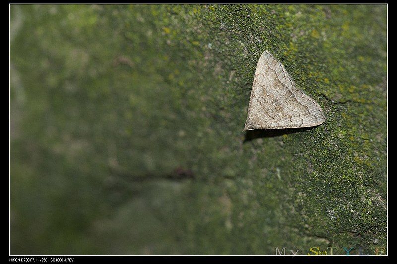 File:Herminia vermiculata (15113780896).jpg