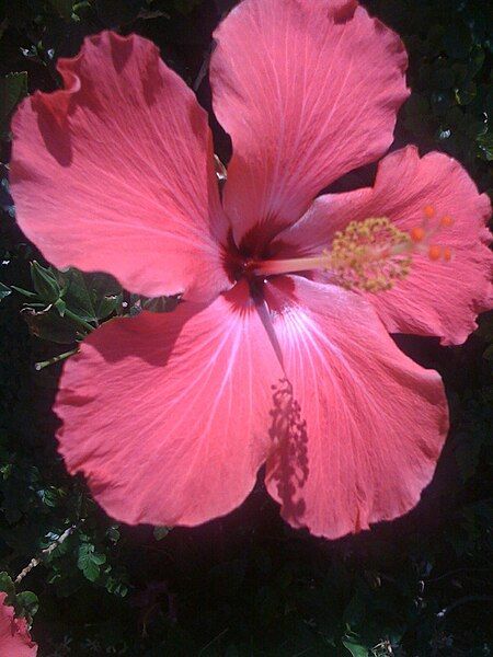 File:Hibiscus Pink Alone.JPG