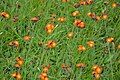 Orange hawkweed, Xonrupt.