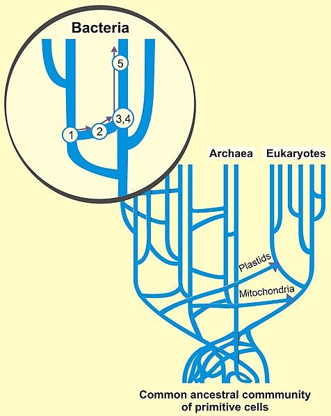 File:Horizontal-gene-transfer.jpg