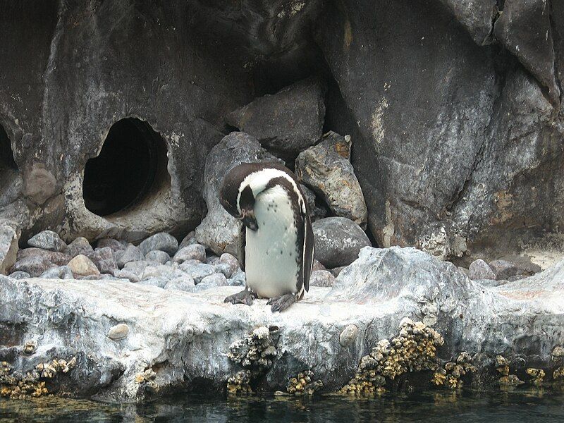 File:Humboldtpenguinzoo.JPG