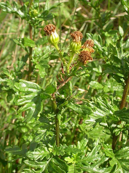 File:Jacobaea erucifolia 3.jpg