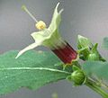 Flower of Jaltomata umbellata. Red nectar shows through the corolla tube. Collection Mione 432.