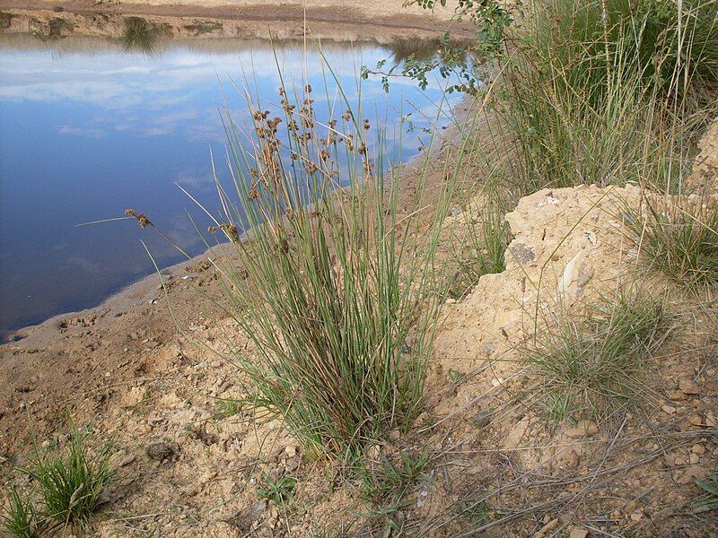 File:Juncus australis (3437812156).jpg