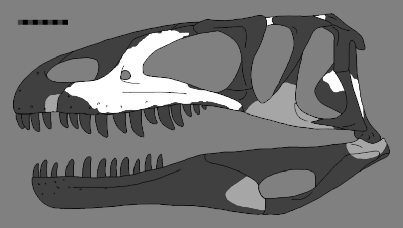 File:Leshansaurus reconstructed skull.png