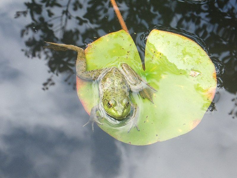 File:Lithobates catesbeianus, Isui-en.jpg