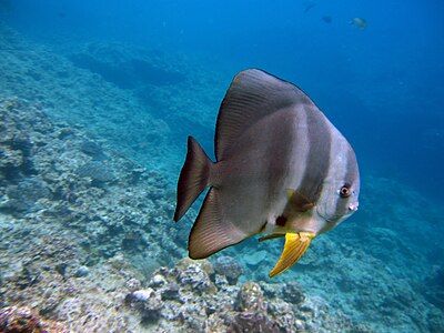 Teira batfish at Maedamisaki Okinawa, 2009