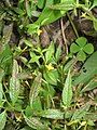 Ludwigia hyssopifolia