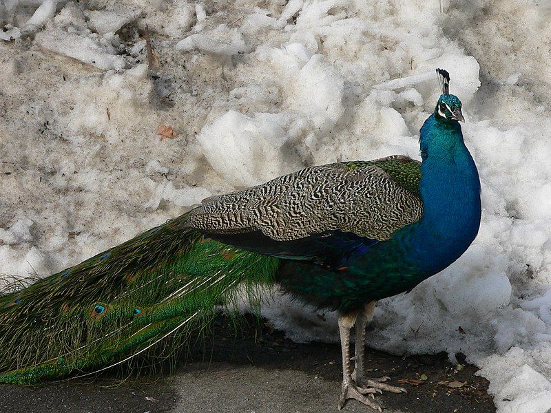 File:MP-Pavo cristatus 6.jpg