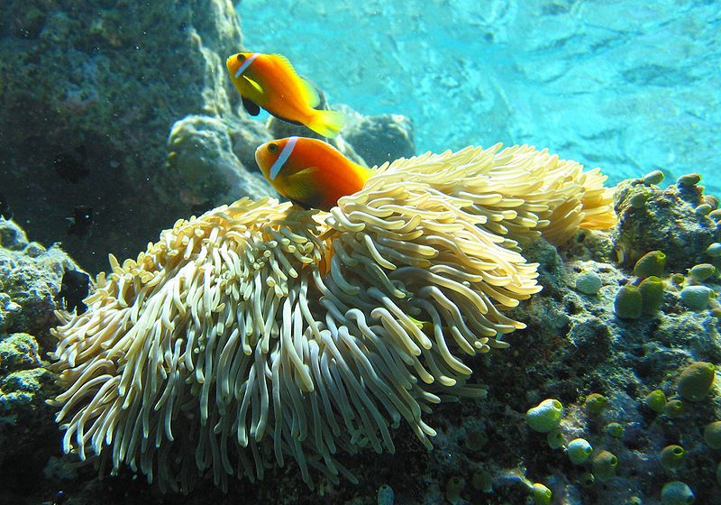 File:Maldive anemonefish.jpg