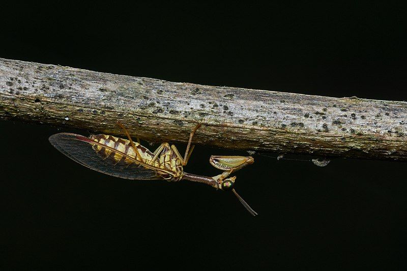 File:Mantispidae-Thekkady-2016-12-02-001.jpg