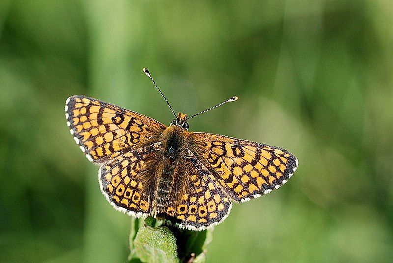 File:Melitaea cinxia (3722394380).jpg