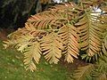 Metasequoia glyptostroboides in the fall