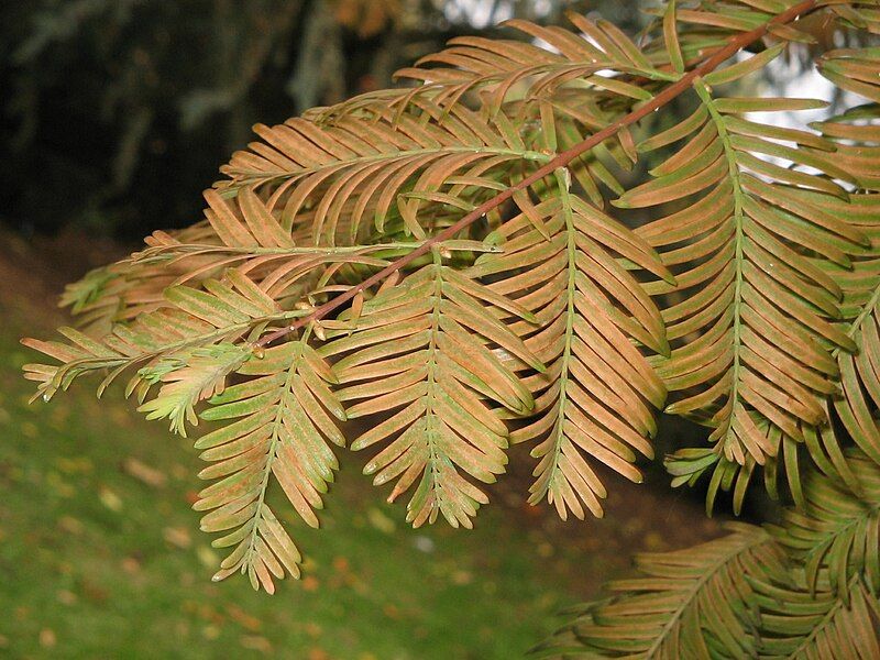 File:Metasequoia fall02.jpg