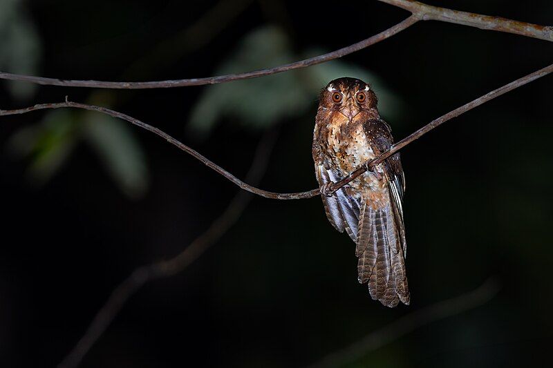 File:Moluccan Owlet-nightjar 0A2A8326.jpg