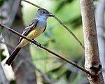 Short-crested flycatcher