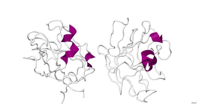 File:Neuropilin.png