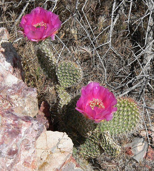 File:Opuntia polyacantha 6.jpg