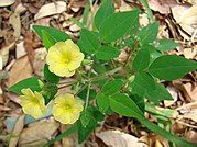 In Oaxaca, Mexico