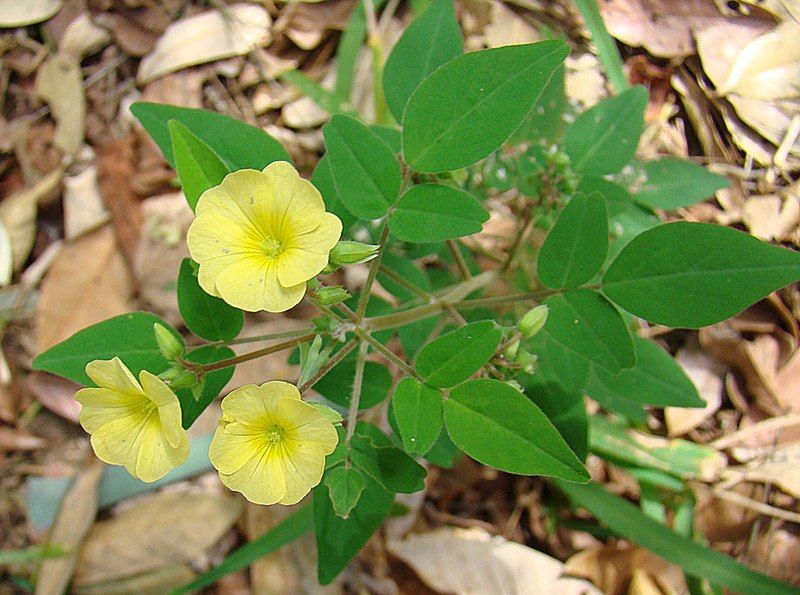 File:Oxalis frutescens (25258436615).jpg