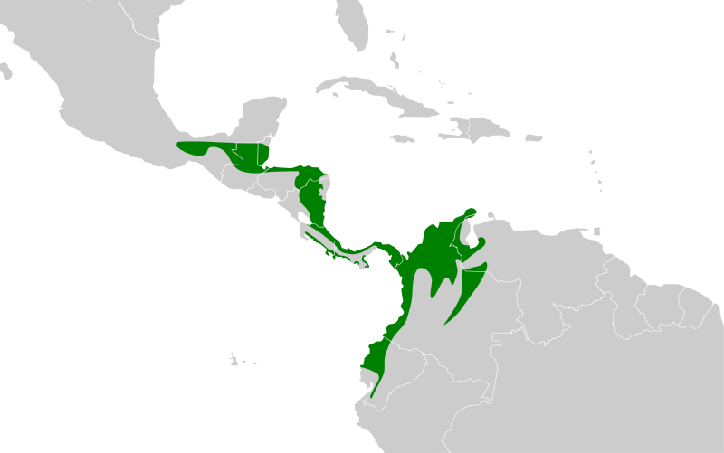 File:Pachyramphus cinnamomeus map.svg