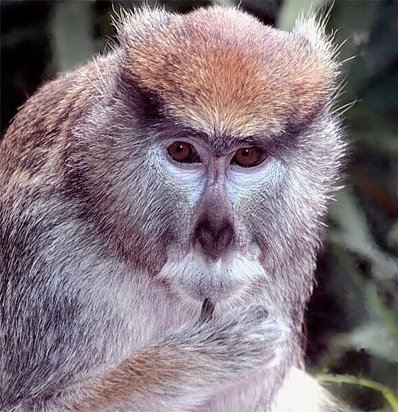 File:Patas monkey.jpg