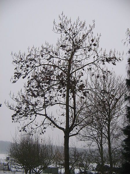 File:Paulownia tomentosa winter1.jpg