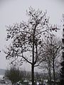 Paulownia tomentosa in the winter