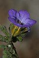 Phacelia fremontii