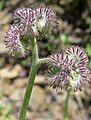 Phacelia tanacetifolia