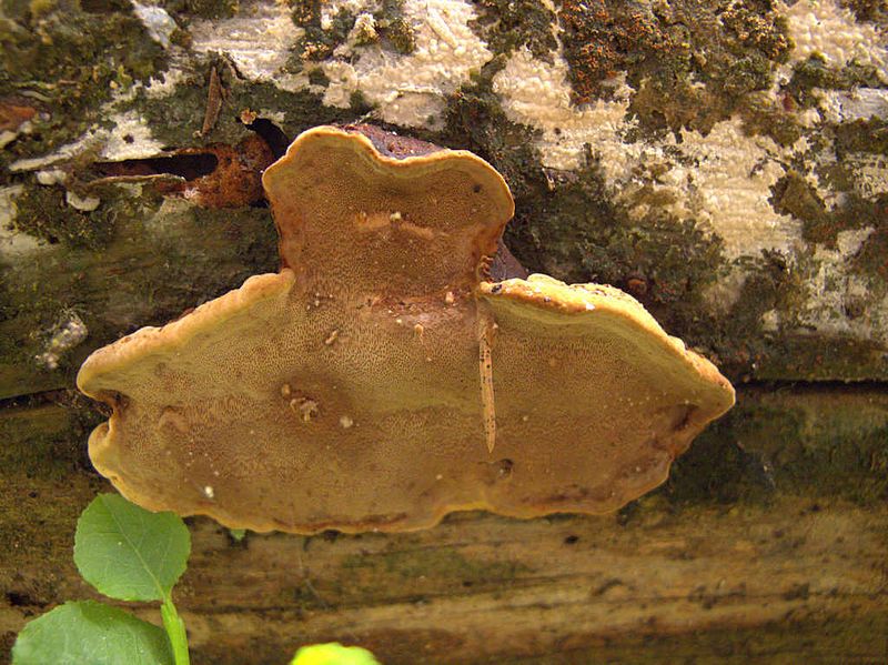 File:Phellopilus nigrolimitatus.jpg