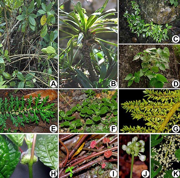 File:Pilea and Achudemia.jpg