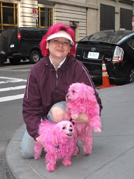 File:Pink dogs.jpg