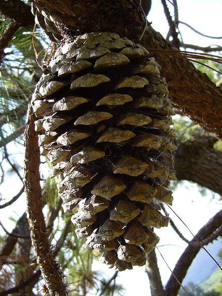 File:Pinus devoniana 03.jpg