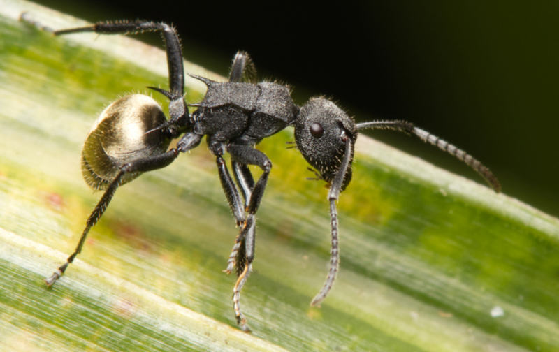 File:Polyrhachis erato.png