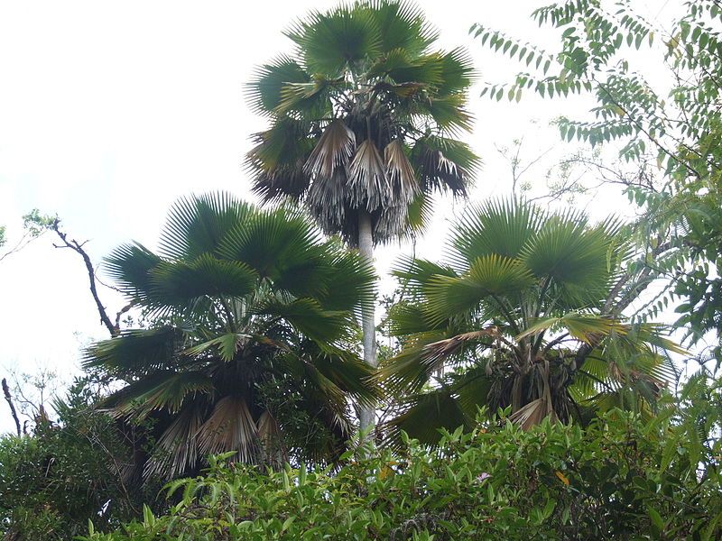 File:Pritchardia beccariana.jpg