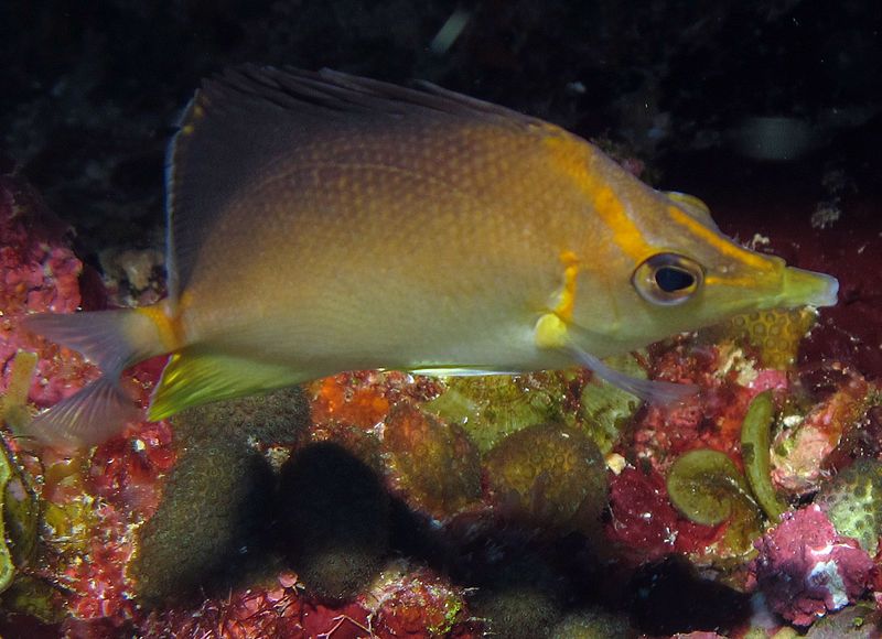 File:Prognathodes aculeatus NOAA.jpg