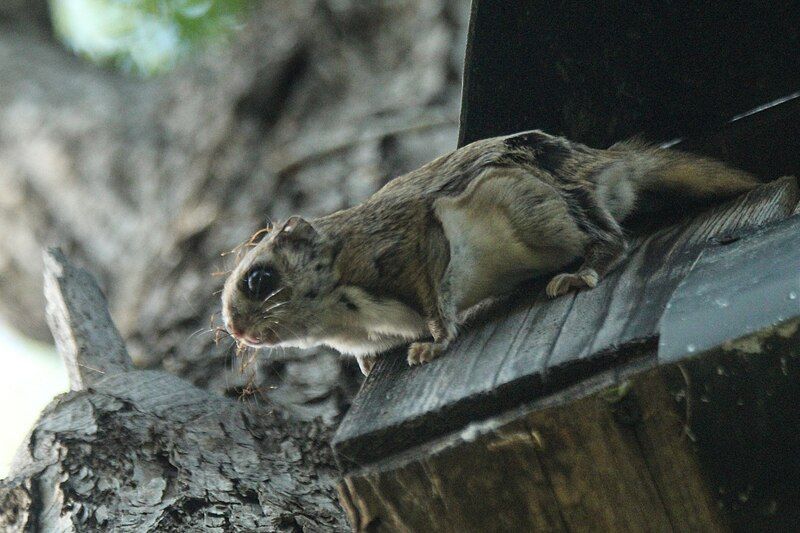 File:Pteromys volans 292232567.jpg