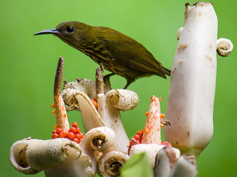 File:Purple-naped Sunbird (15003714446).jpg