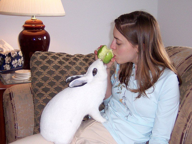 File:Rabbit sharing apple.jpg